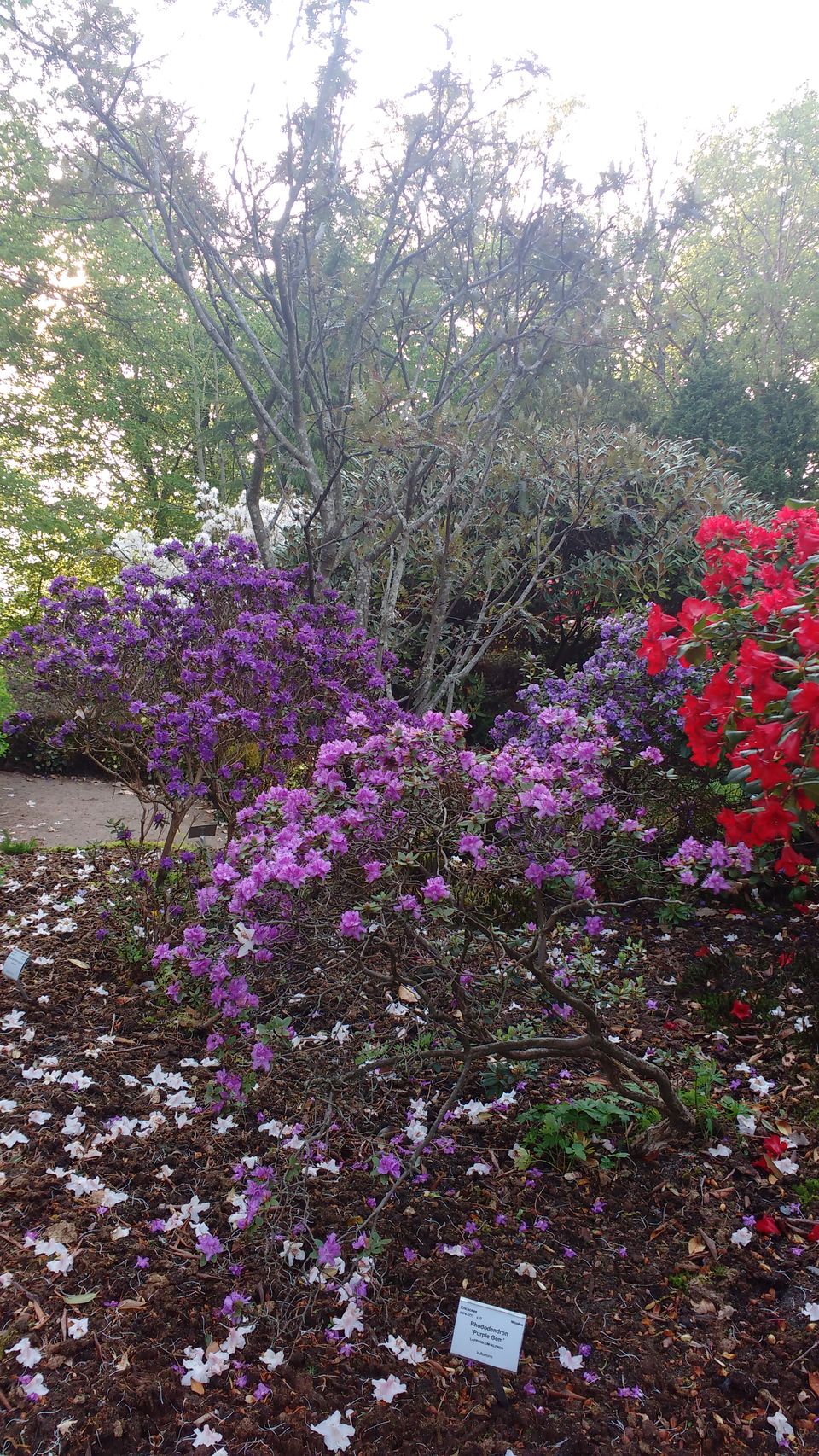 Photo of Göteborg Botaniska Trädgården, Gothenburg, Sweden by theuncanny_traveller