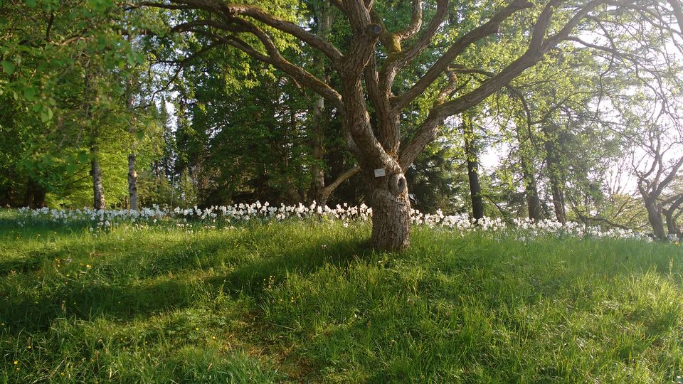 Photo of Göteborg Botaniska Trädgården, Gothenburg, Sweden by theuncanny_traveller