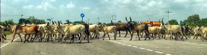 Photo of Jaipur, Rajasthan, India by Writer Sam