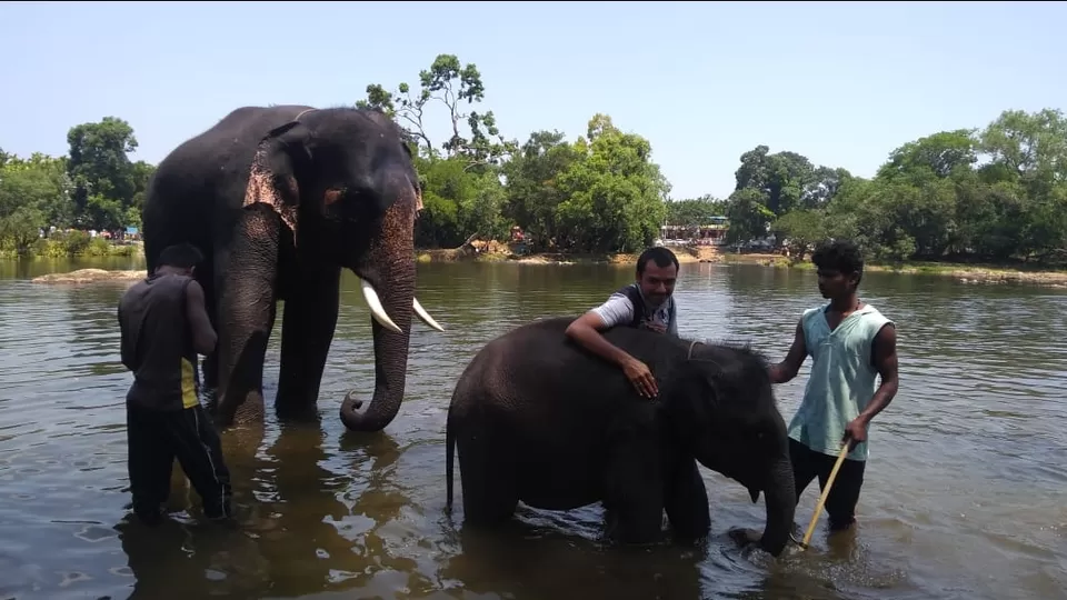 Photo of Dubare Elephant Camp By Yogeshkumar