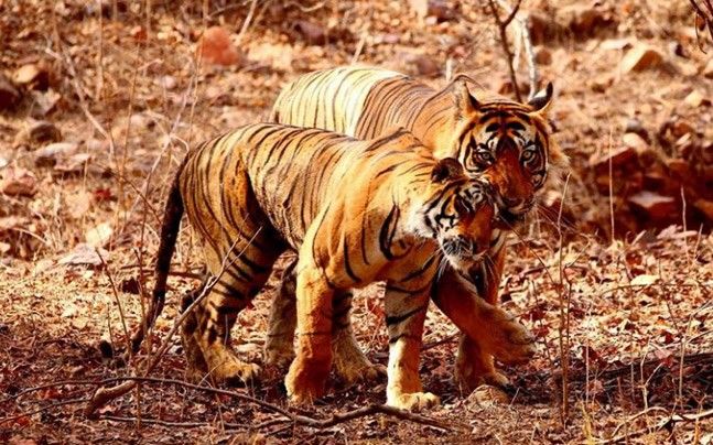 Photo of Tiger safari India: The Royal Beast in all its natural glory waiting for you by Dharmendra Chahar
