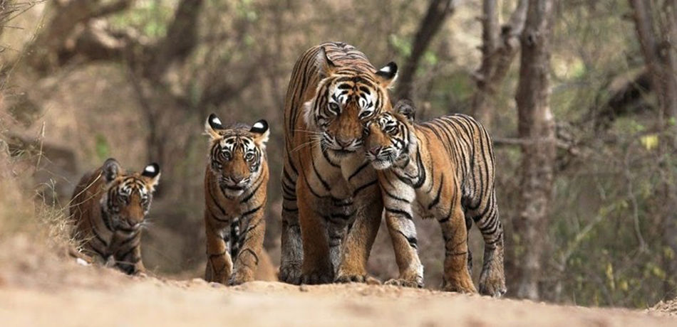 Photo of Tiger safari India: The Royal Beast in all its natural glory waiting for you 1/1 by Dharmendra Chahar