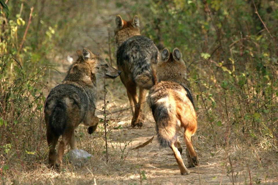 Photo of 6 To see wildlife travel destinations in India 2/8 by Dharmendra Chahar