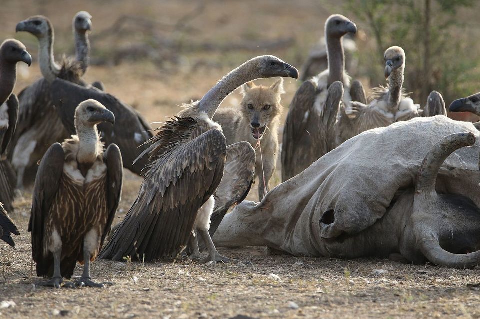 Photo of 6 To see wildlife travel destinations in India 5/8 by Dharmendra Chahar