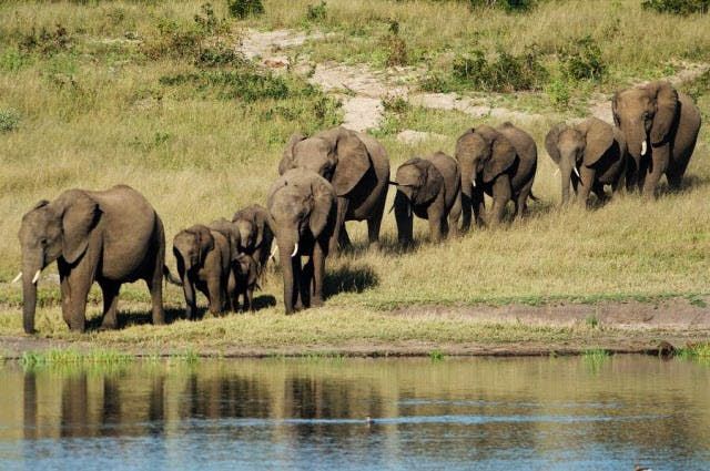 Photo of 6 To see wildlife travel destinations in India 6/8 by Dharmendra Chahar