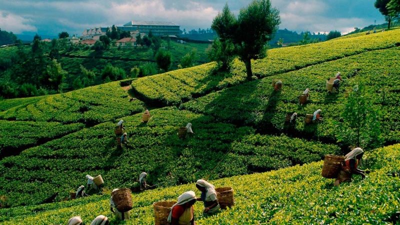Photo of 3 TYPES OF TEA IN TRY IN SRI LANKA 1/1 by Ram Vaas