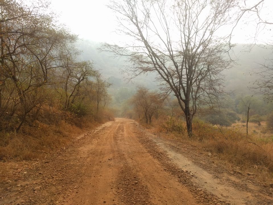 Photo of Sariska Tiger Reserve, Alwar, Ganeshpura With Rundh Kali Ghati, Rajasthan, India by Tatwadarsi Dash