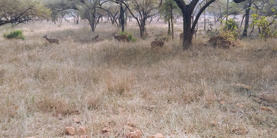 Photo of Sariska Tiger Reserve, Alwar, Ganeshpura With Rundh Kali Ghati, Rajasthan, India by Tatwadarsi Dash