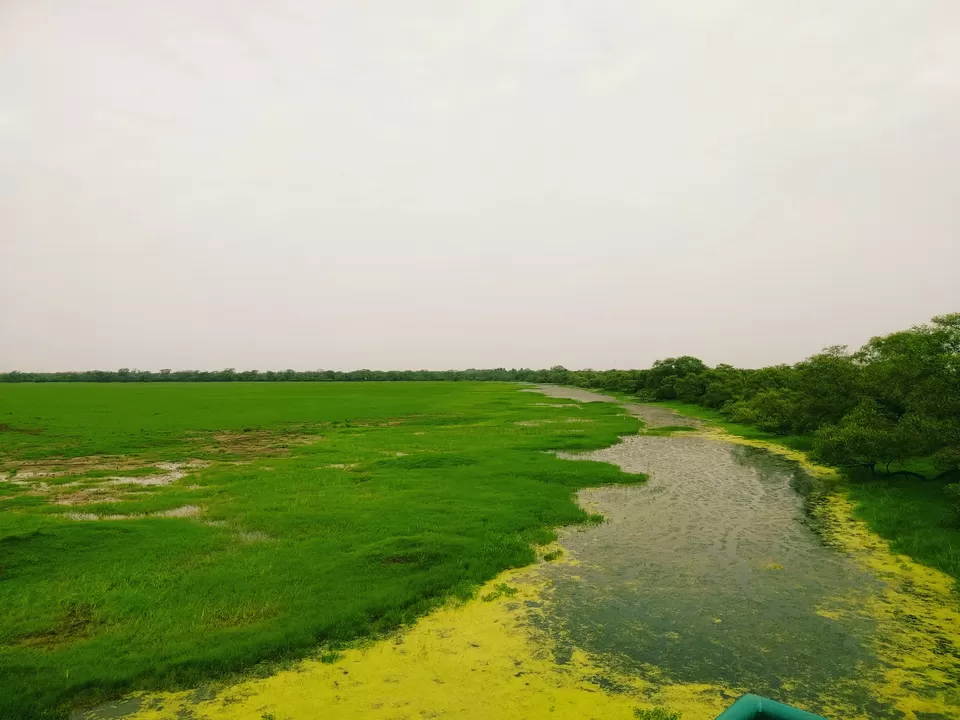 Photo of Keoladeo National Park, Bharatpur, Rajasthan, India by Tatwadarsi Dash