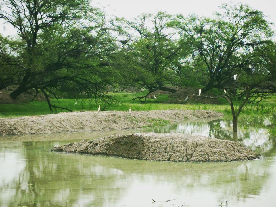 Photo of Keoladeo National Park, Bharatpur, Rajasthan, India by Tatwadarsi Dash