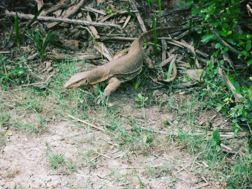 Photo of Keoladeo National Park, Bharatpur, Rajasthan, India by Tatwadarsi Dash