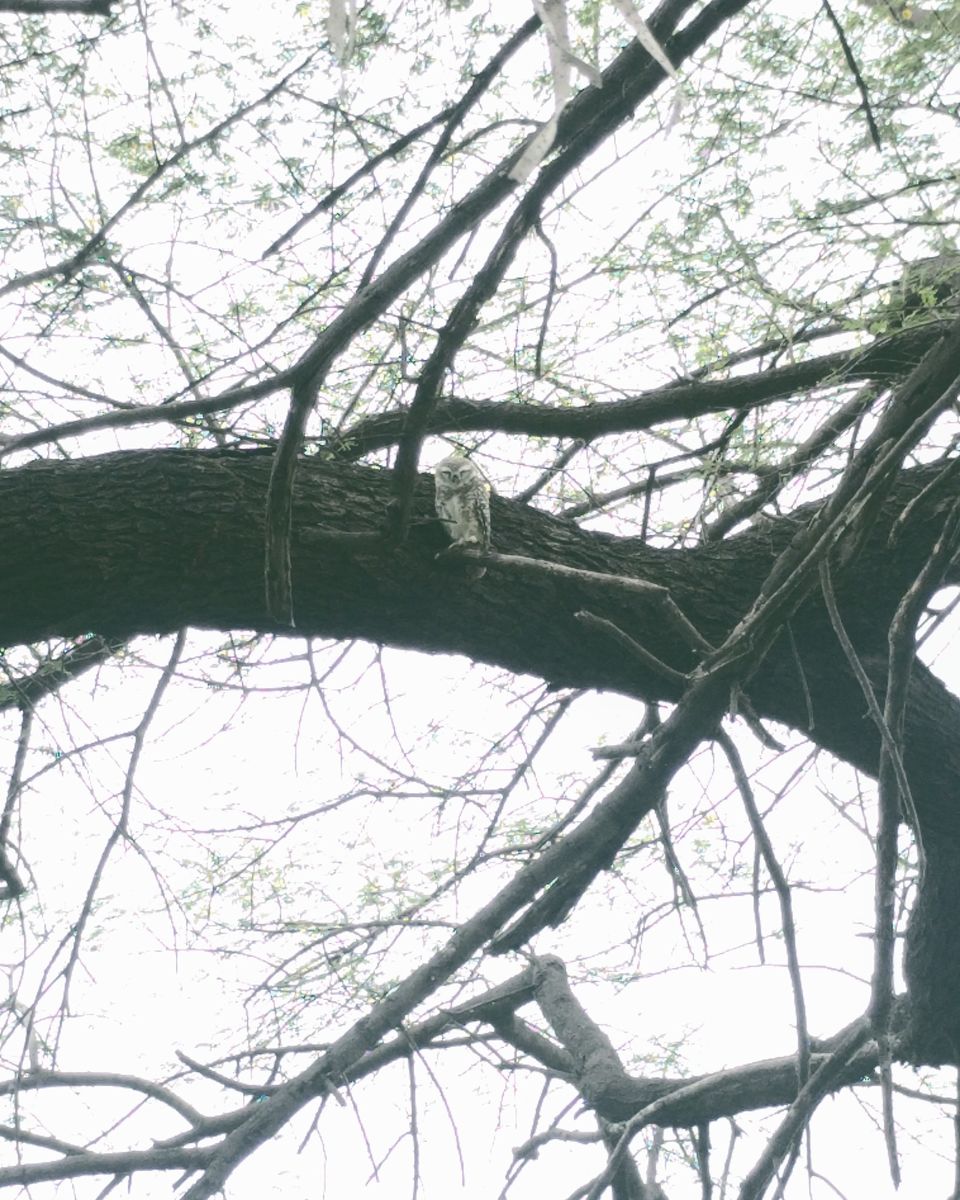 Photo of Keoladeo National Park, Bharatpur, Rajasthan, India by Tatwadarsi Dash