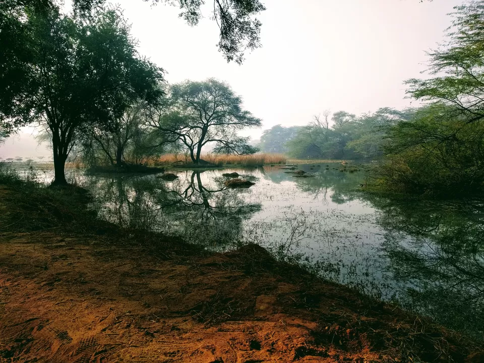 Photo of Sultanpur National Park, Gurugram, Haryana, India by Tatwadarsi Dash
