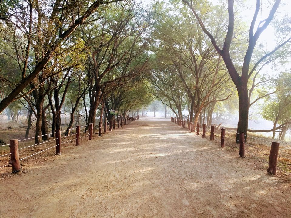 Photo of A ride through Gurgaon-Farukhnagar road- Tale of Sultanpur bird sanctury and vast mustard land... by Tatwadarsi Dash