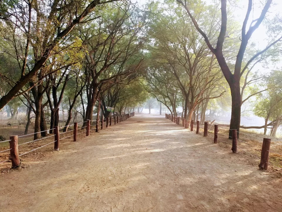 Photo of A ride through Gurgaon-Farukhnagar road- Tale of Sultanpur bird sanctury and vast mustard land... by Tatwadarsi Dash