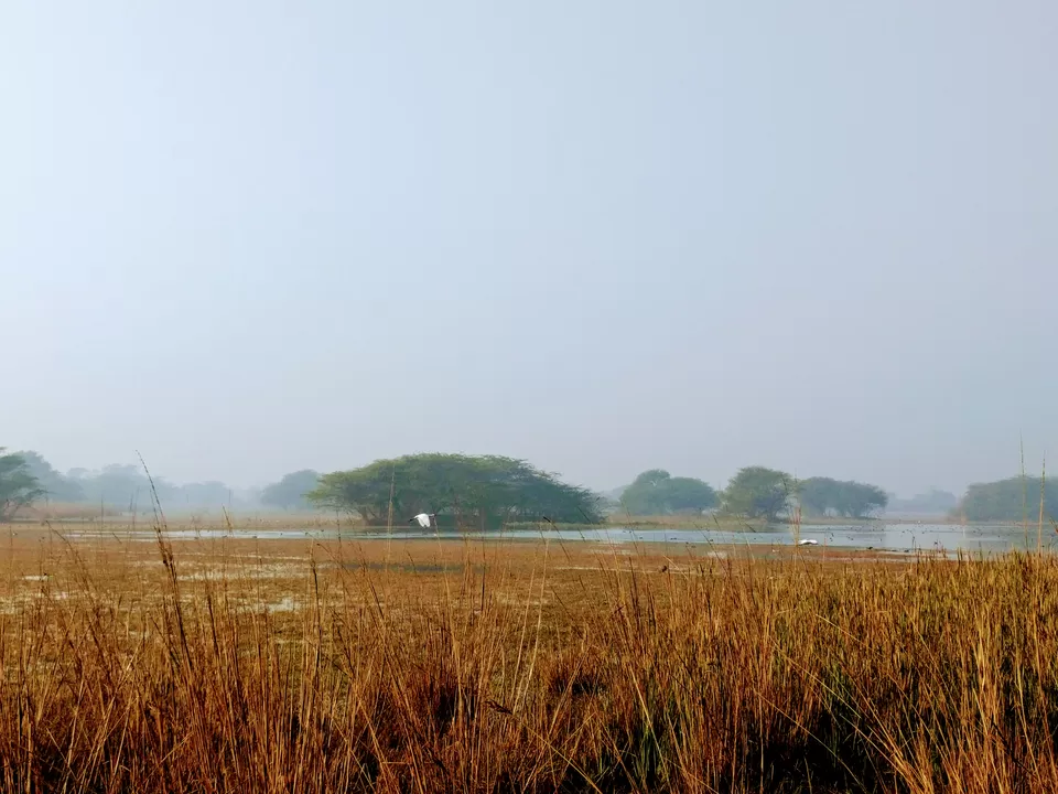 Photo of A ride through Gurgaon-Farukhnagar road- Tale of Sultanpur bird sanctury and vast mustard land... by Tatwadarsi Dash