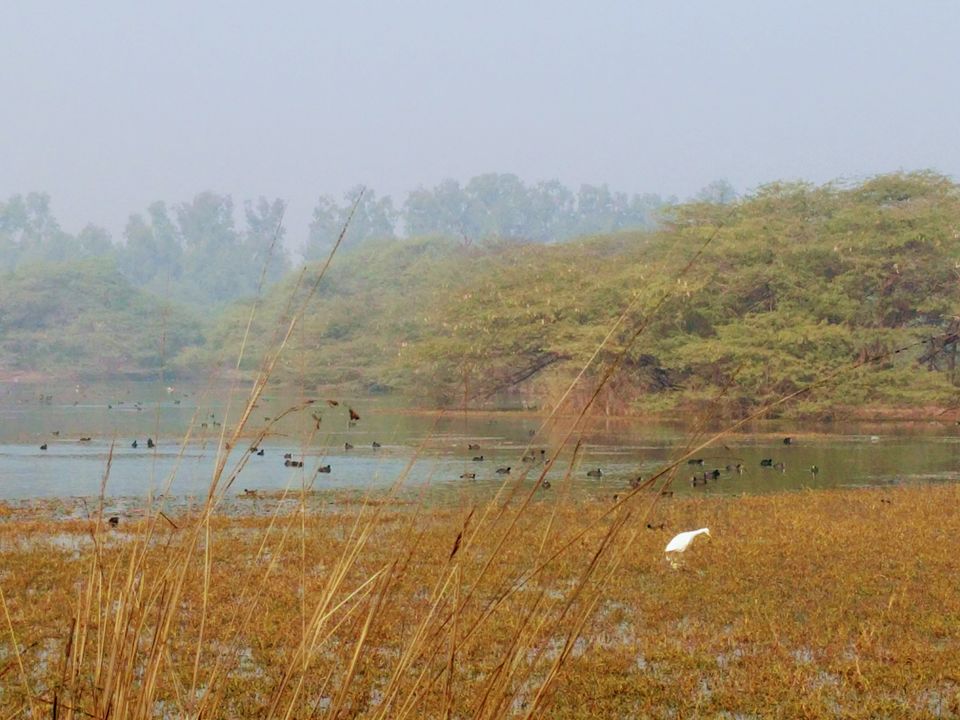 Photo of A ride through Gurgaon-Farukhnagar road- Tale of Sultanpur bird sanctury and vast mustard land... by Tatwadarsi Dash