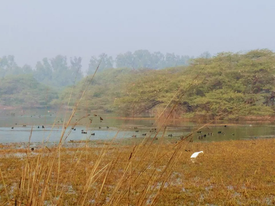 Photo of A ride through Gurgaon-Farukhnagar road- Tale of Sultanpur bird sanctury and vast mustard land... by Tatwadarsi Dash