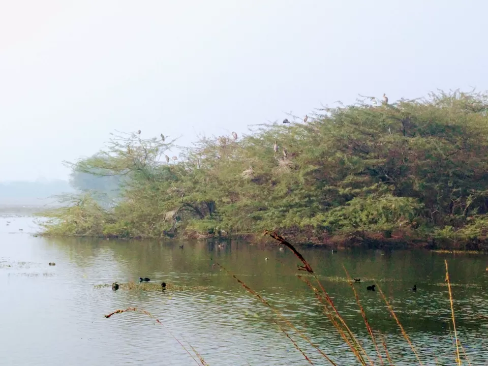 Photo of A ride through Gurgaon-Farukhnagar road- Tale of Sultanpur bird sanctury and vast mustard land... by Tatwadarsi Dash