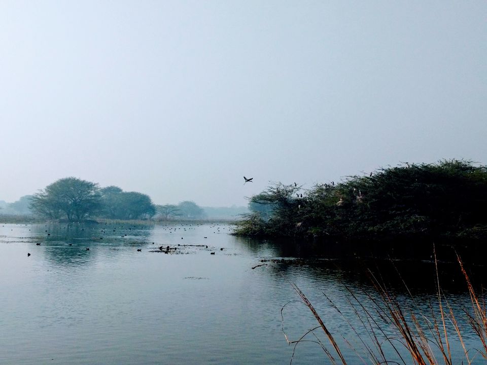 Photo of A ride through Gurgaon-Farukhnagar road- Tale of Sultanpur bird sanctury and vast mustard land... by Tatwadarsi Dash