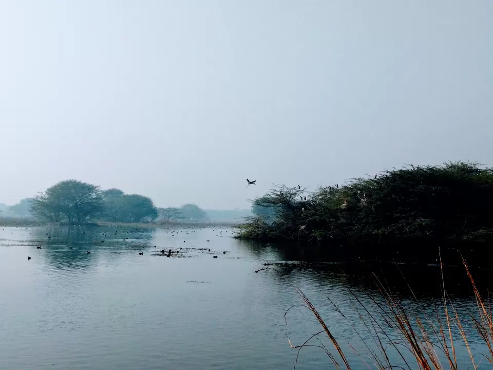 Photo of A ride through Gurgaon-Farukhnagar road- Tale of Sultanpur bird sanctury and vast mustard land... by Tatwadarsi Dash