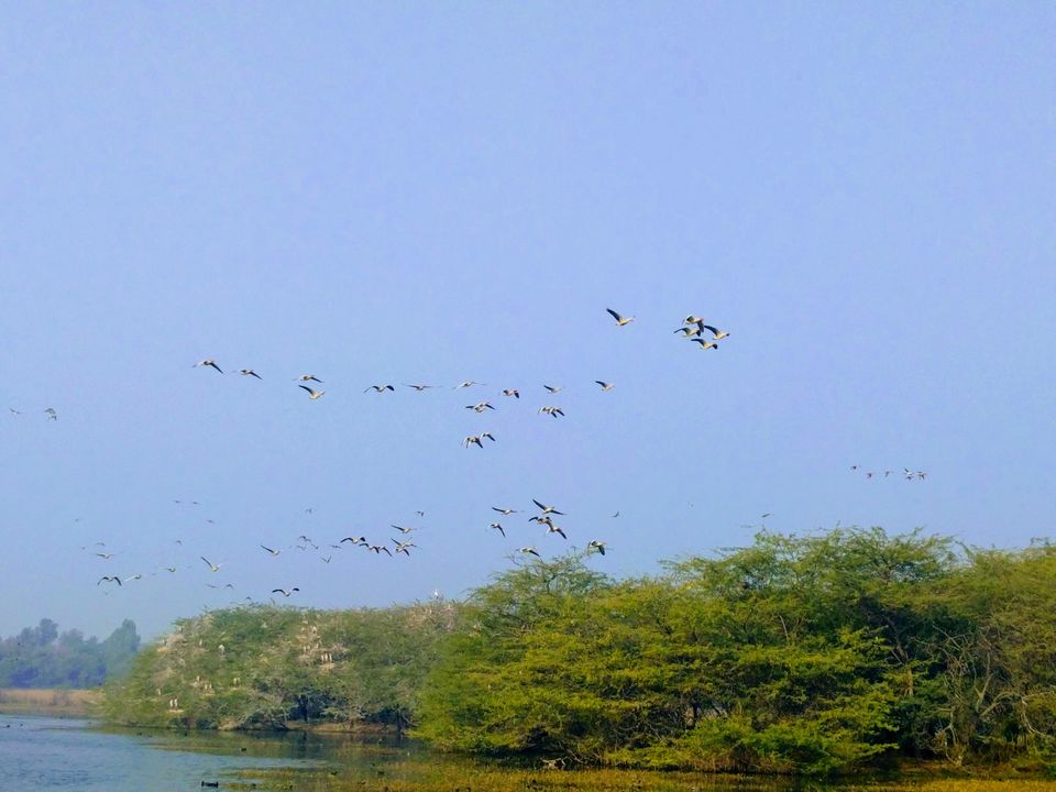 Photo of A ride through Gurgaon-Farukhnagar road- Tale of Sultanpur bird sanctury and vast mustard land... by Tatwadarsi Dash