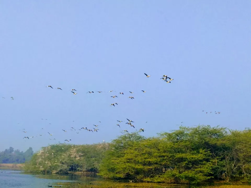 Photo of A ride through Gurgaon-Farukhnagar road- Tale of Sultanpur bird sanctury and vast mustard land... by Tatwadarsi Dash
