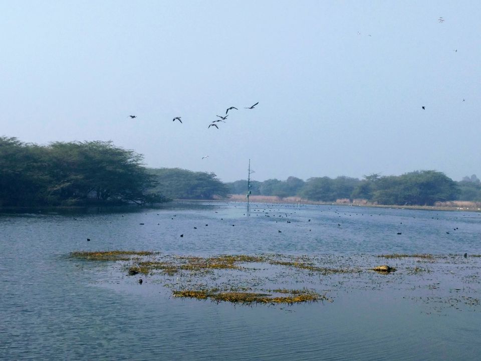 Photo of A ride through Gurgaon-Farukhnagar road- Tale of Sultanpur bird sanctury and vast mustard land... by Tatwadarsi Dash