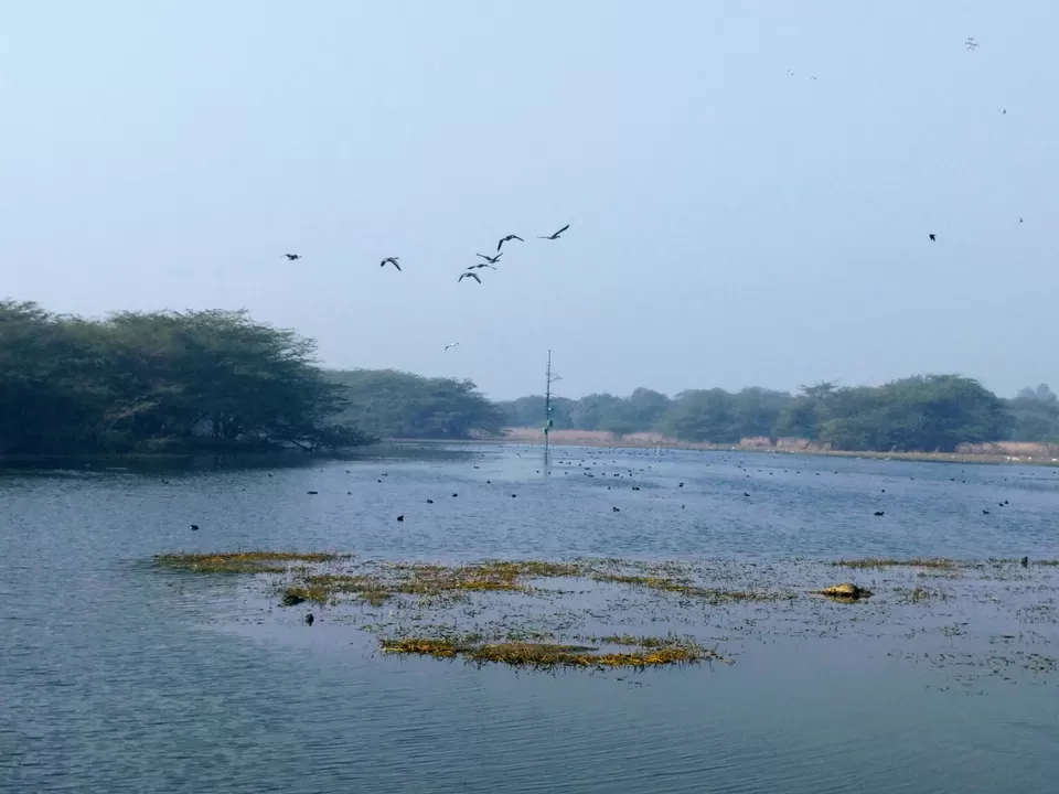 Photo of A ride through Gurgaon-Farukhnagar road- Tale of Sultanpur bird sanctury and vast mustard land... by Tatwadarsi Dash