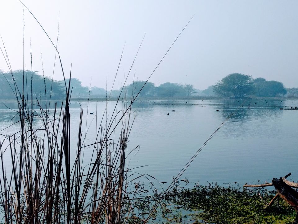 Photo of A ride through Gurgaon-Farukhnagar road- Tale of Sultanpur bird sanctury and vast mustard land... by Tatwadarsi Dash