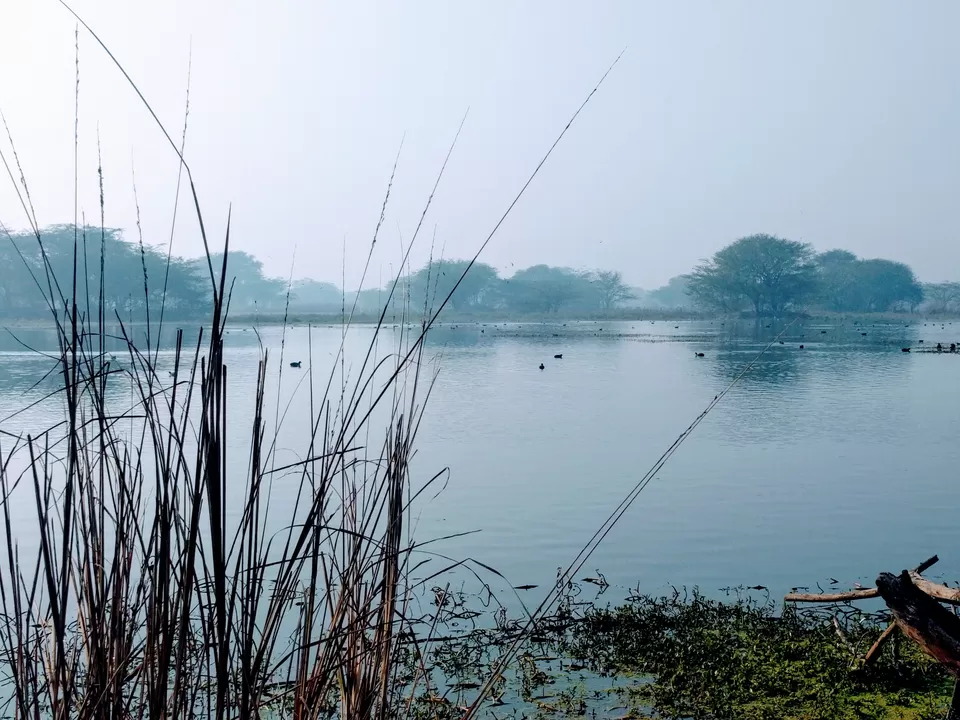 Photo of A ride through Gurgaon-Farukhnagar road- Tale of Sultanpur bird sanctury and vast mustard land... by Tatwadarsi Dash