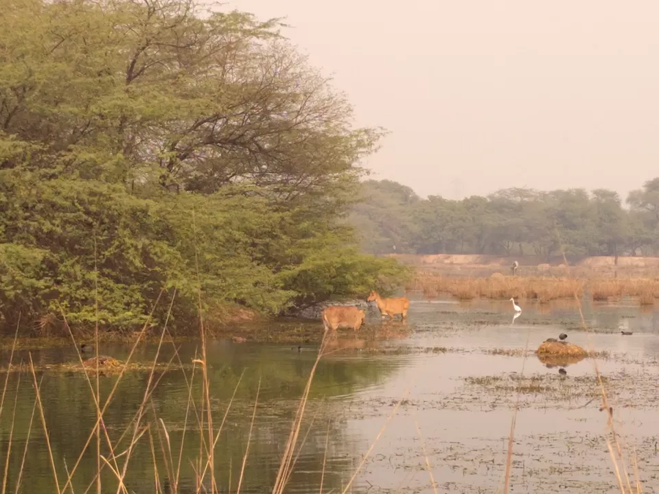 Photo of A ride through Gurgaon-Farukhnagar road- Tale of Sultanpur bird sanctury and vast mustard land... by Tatwadarsi Dash