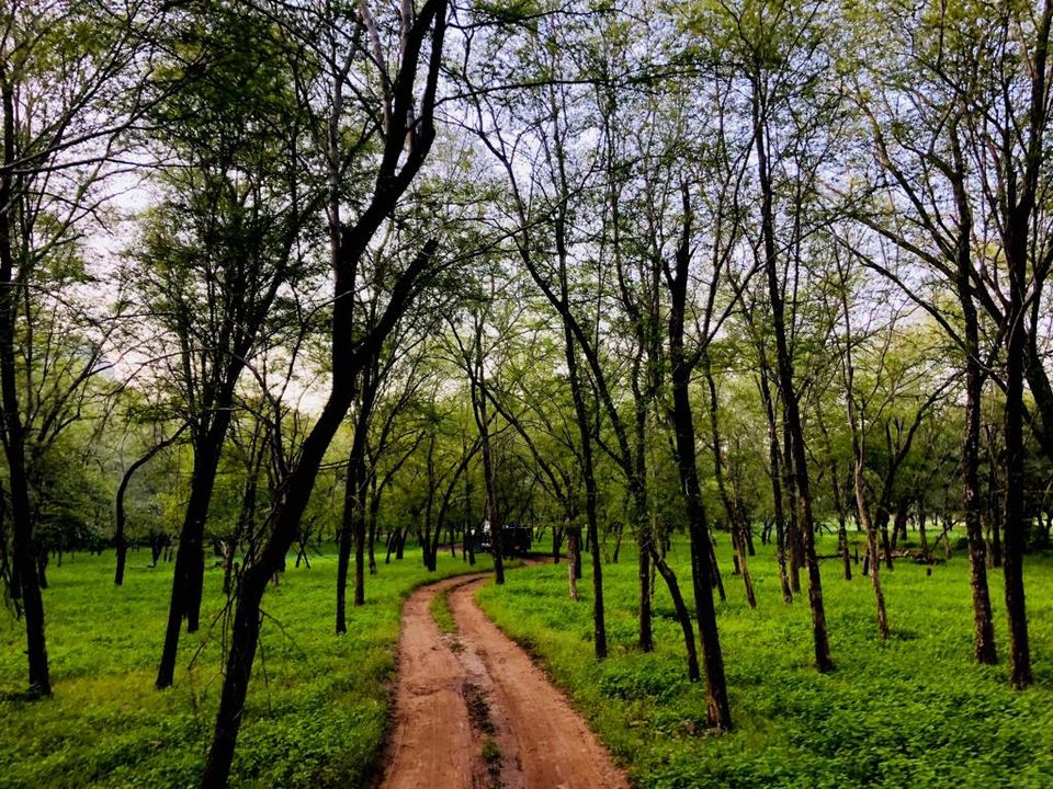 Photo of Ranthambore Tiger Reserve, Sawai Madhopur, Rajasthan, India by Tatwadarsi Dash