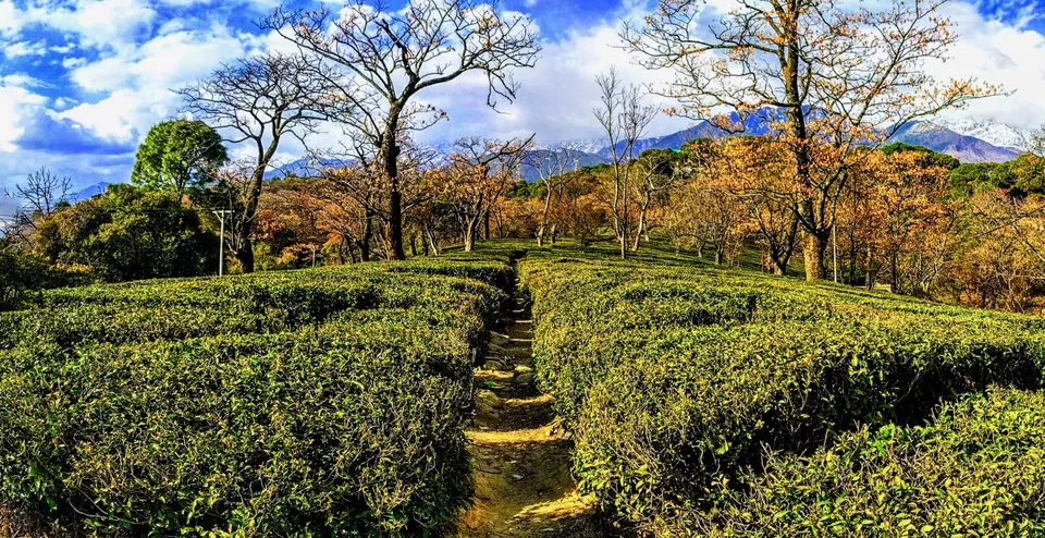 Photo of Kangra, Himachal Pradesh, India by Tatwadarsi Dash