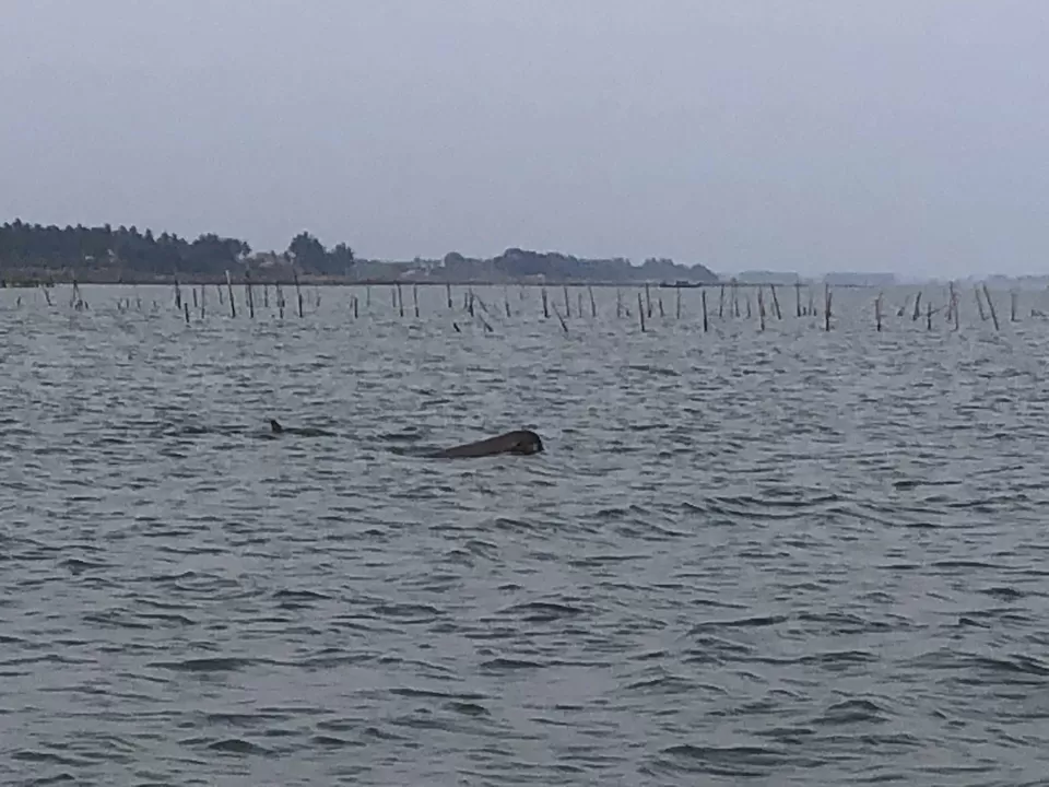 Photo of Satapada Dolphin Centre, Satapada, Odisha, India by Tatwadarsi Dash