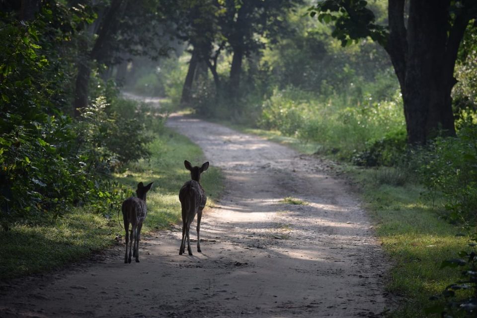 Photo of Jim Corbett National Park, Ramnagar, Uttarakhand, India by Tatwadarsi Dash