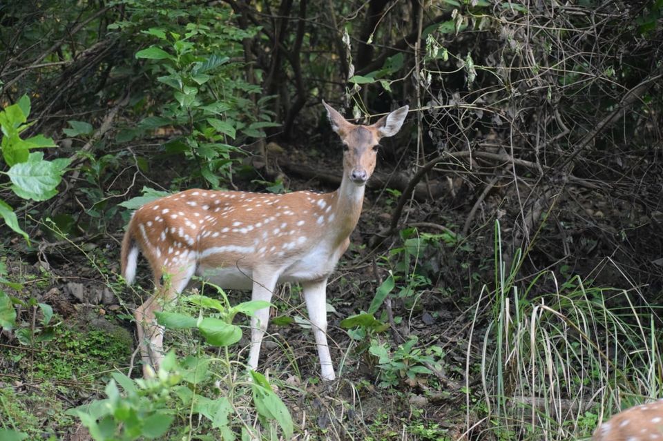 Photo of Jim Corbett National Park, Ramnagar, Uttarakhand, India by Tatwadarsi Dash