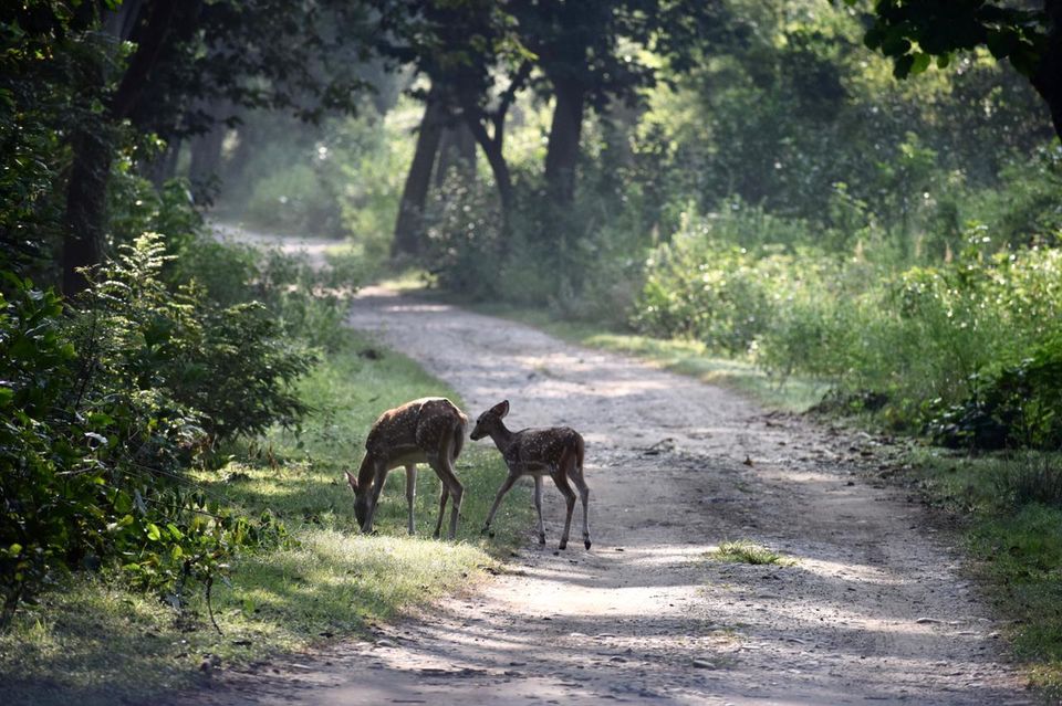 Photo of Jim Corbett National Park, Ramnagar, Uttarakhand, India by Tatwadarsi Dash