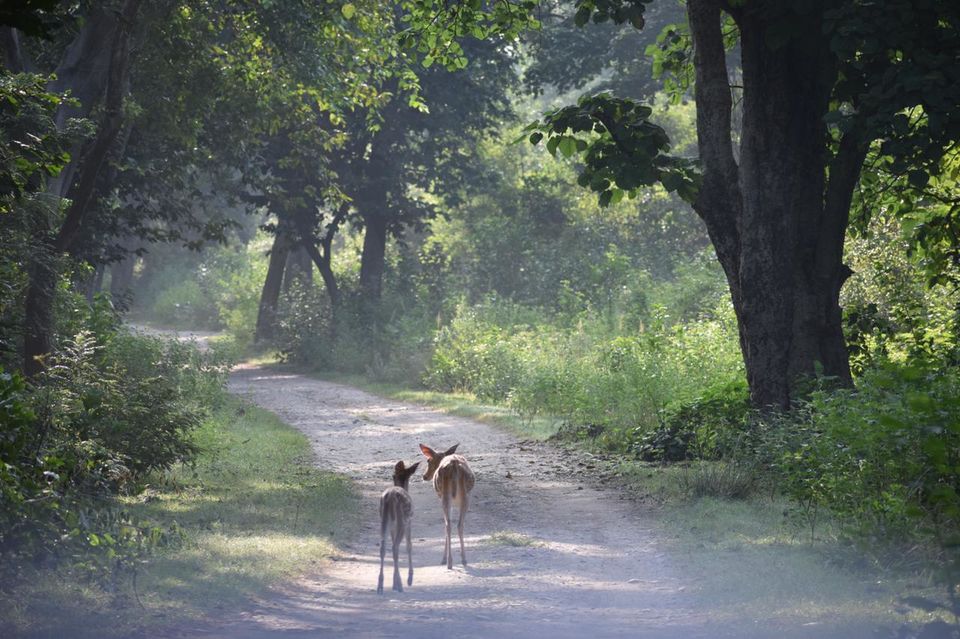 Photo of Jim Corbett National Park, Ramnagar, Uttarakhand, India by Tatwadarsi Dash