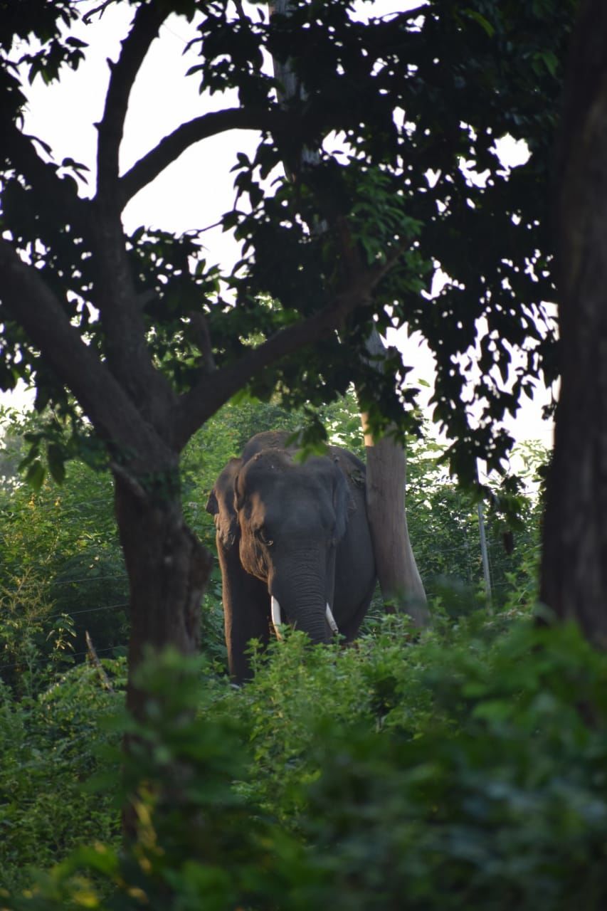 Photo of Jim Corbett National Park, Ramnagar, Uttarakhand, India by Tatwadarsi Dash