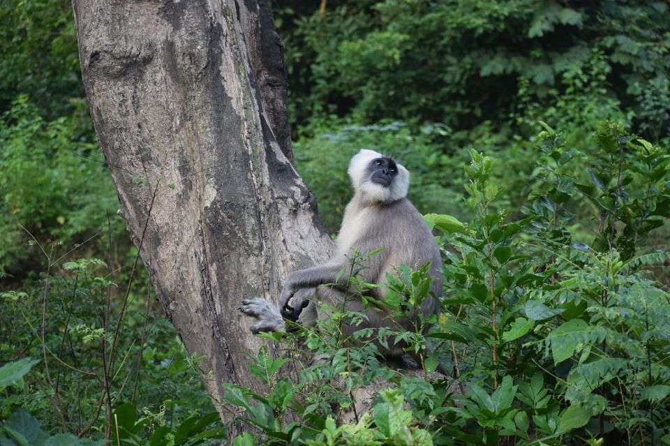 Photo of Jim Corbett National Park, Ramnagar, Uttarakhand, India by Tatwadarsi Dash