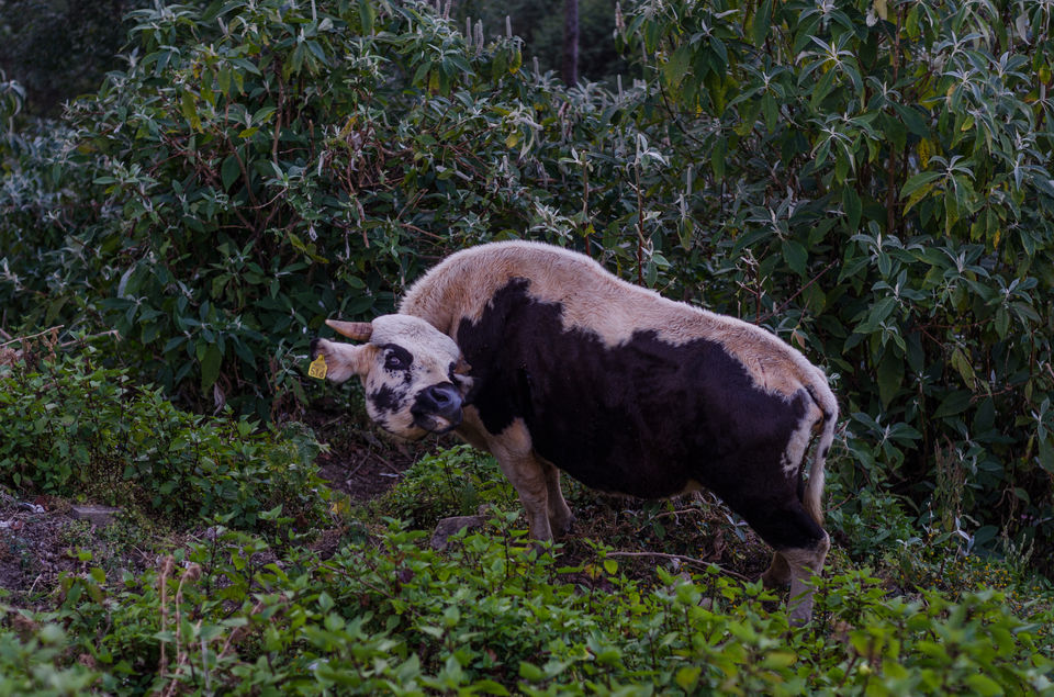 Photo of Kohima: Why Nagaland should be your next winter destination 13/19 by Sourjya Das
