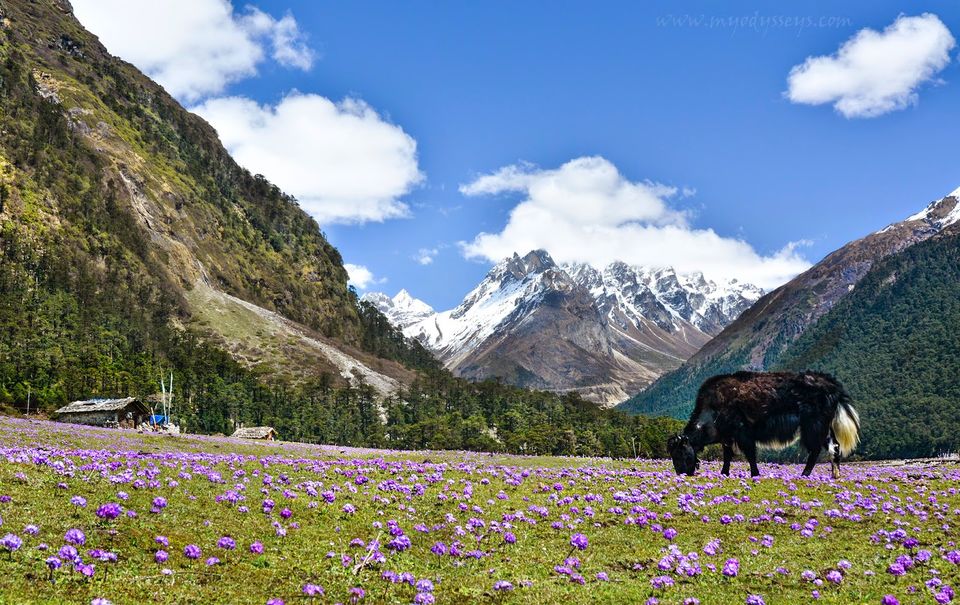 Photo of Yumthang, Sikkim, India by Sourjya Das