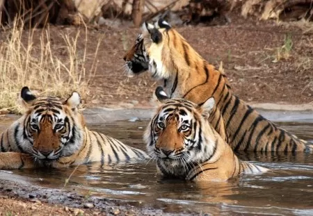 Photo of binsar wildlife sanctuary, Binsar, Uttarakhand, India by Stamped Passport_Charu
