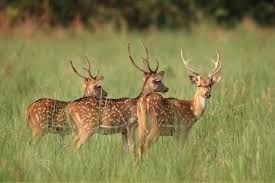 Photo of Jim Corbett National Park, Ramnagar, Uttarakhand, India by Stamped Passport_Charu