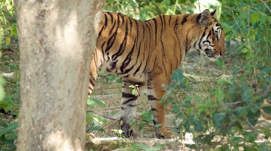 Photo of Jim Corbett National Park, Ramnagar, Uttarakhand, India by Stamped Passport_Charu