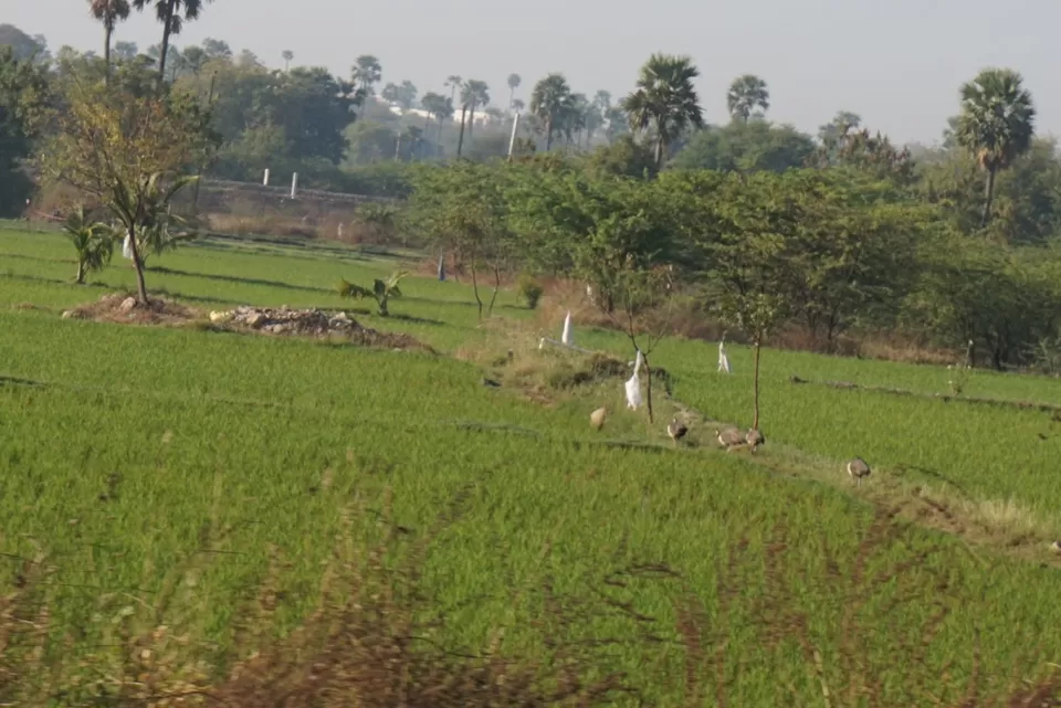 Photo of Telangana, India by Manoj D Kashyap