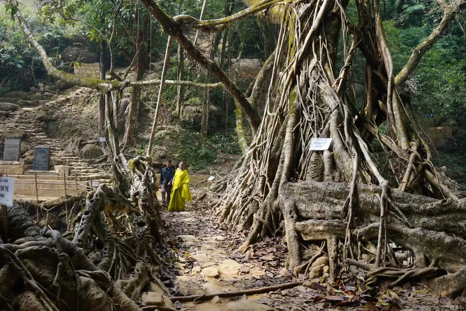 Photo of Living Root Bridge, Cherrapunjee, Meghalaya, India by Manoj D Kashyap