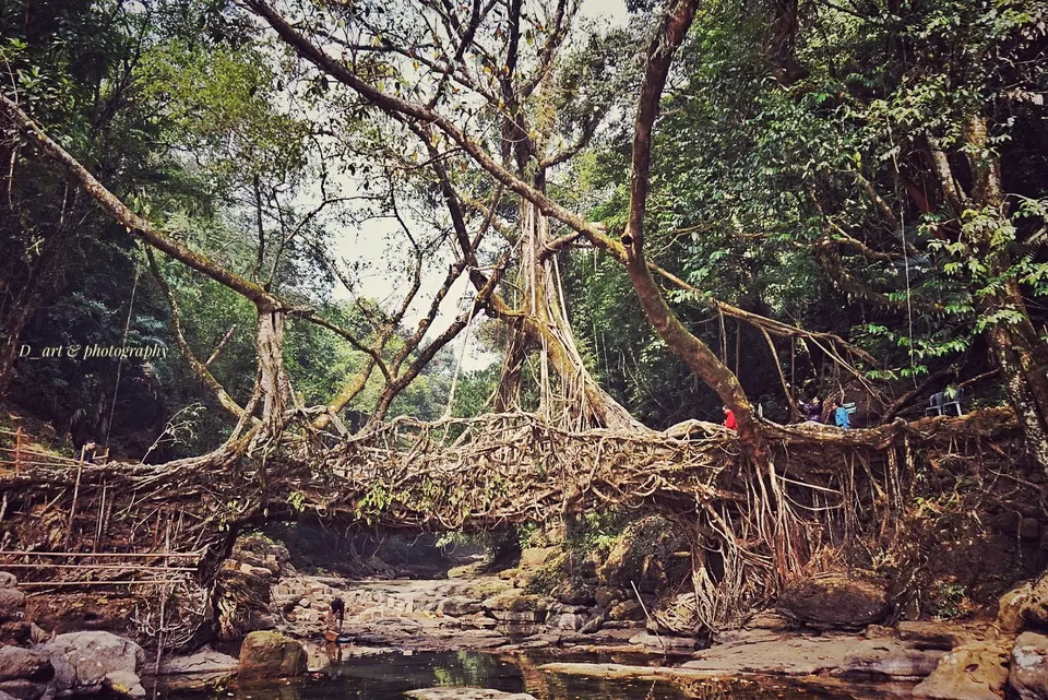Photo of Living Root Bridge, Cherrapunjee, Meghalaya, India by Manoj D Kashyap