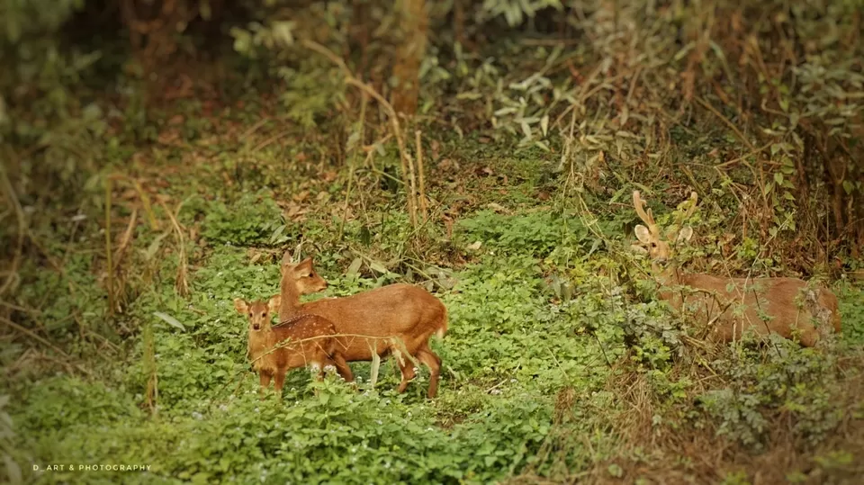 Photo of Kaziranga National Park, Assam, India by Manoj D Kashyap